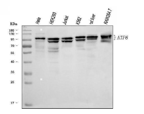 Anti-ATF6 Antibody Picoband® Boster Bio