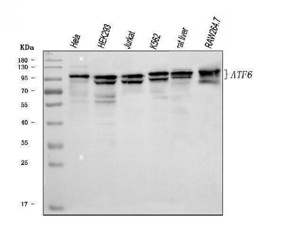 Anti-ATF6 Antibody Picoband® Boster Bio