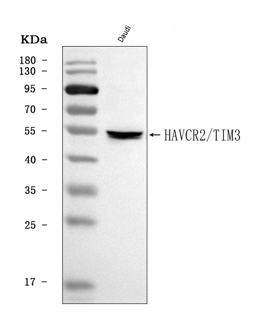 Anti-TIM 3/HAVCR2 Antibody Picoband® Boster Bio