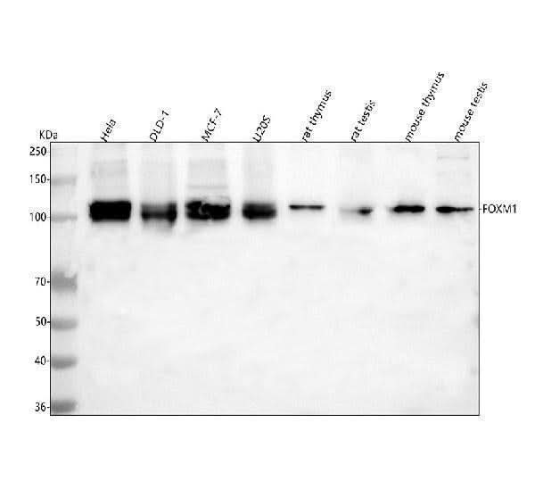 Anti-FOXM1 Antibody Picoband® Boster Bio