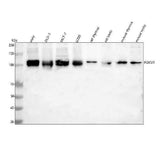 Anti-FOXM1 Antibody Picoband® Boster Bio