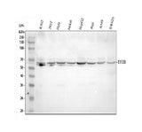 Anti-TFEB Antibody Picoband® Boster Bio