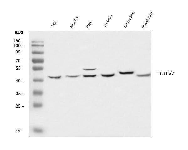 Anti-CXCR5 Antibody Picoband® Boster Bio