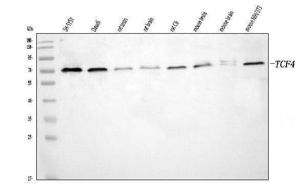Anti-TCF4 Antibody Picoband® Boster Bio