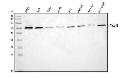 Anti-TCF4 Antibody Picoband® Boster Bio