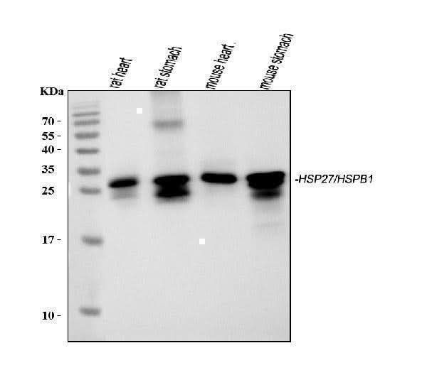 Anti-Hsp27/Hspb1 Antibody Picoband® Boster Bio