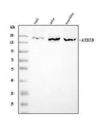 Anti-ATP7B Antibody Picoband® Boster Bio
