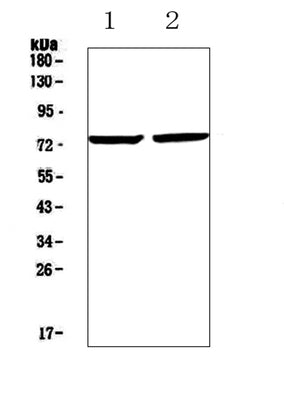Anti-Egr1 Antibody Picoband® Boster Bio