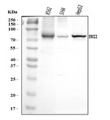 Anti-XPD/ERCC2 Antibody Picoband® Boster Bio