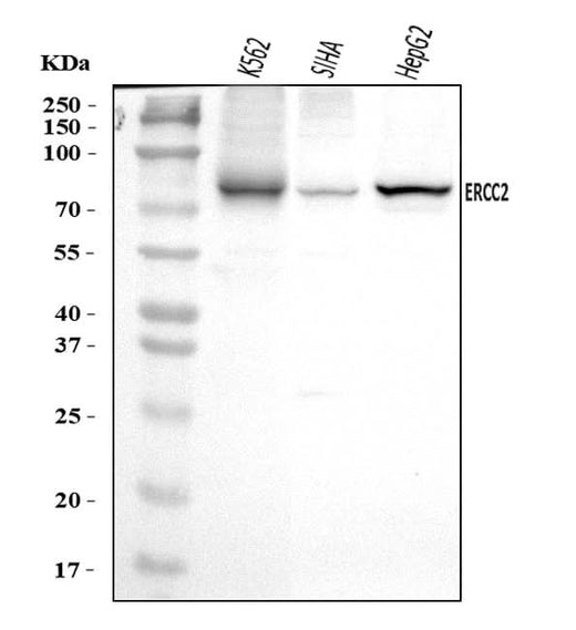 Anti-XPD/ERCC2 Antibody Picoband® Boster Bio