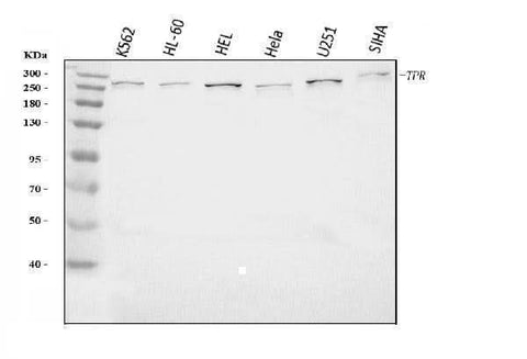 Anti-TPR Antibody Picoband® Boster Bio