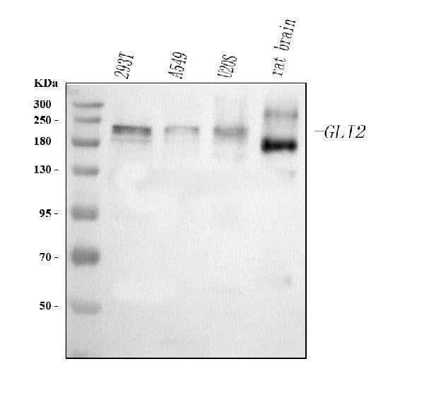 Anti-GLI2 Antibody Picoband® Boster Bio