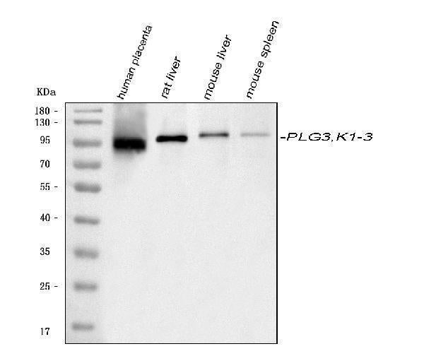 Anti-Plasminogen/PLG Antibody Picoband® Boster Bio