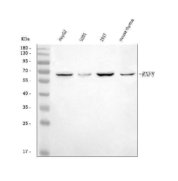 Anti-RNF8 Antibody Picoband® Boster Bio