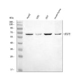 Anti-RNF8 Antibody Picoband® Boster Bio