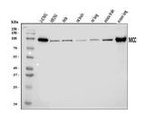 Anti-MCC Antibody Picoband® Boster Bio