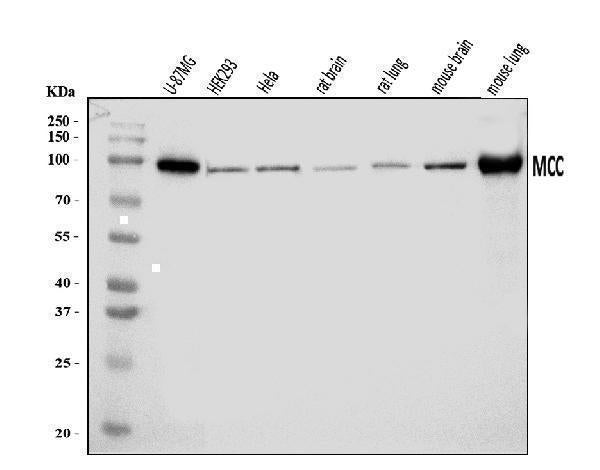 Anti-MCC Antibody Picoband® Boster Bio