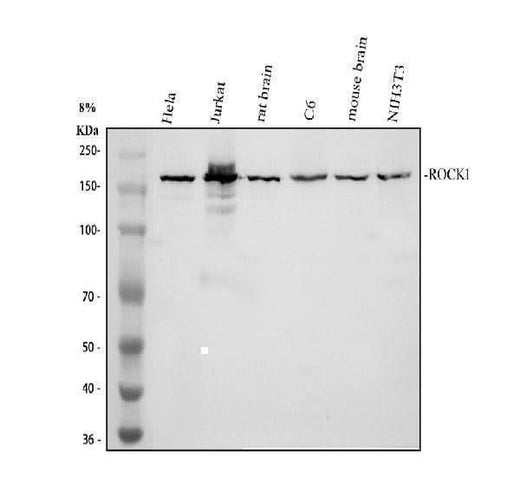 Anti-ROCK1 Antibody Picoband® Boster Bio