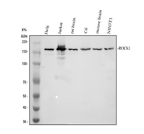 Anti-ROCK1 Antibody Picoband® Boster Bio