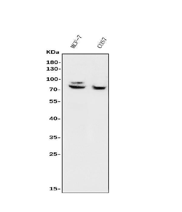 Anti-FOXP1 Antibody Picoband® Boster Bio