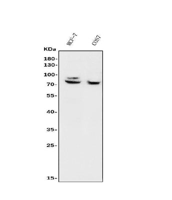 Anti-FOXP1 Antibody Picoband® Boster Bio