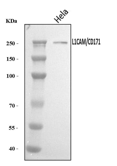 Anti-L1CAM Antibody Picoband® Boster Bio