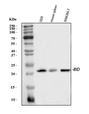 Anti-Bid Antibody Picoband® Boster Bio
