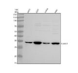 Anti-CHCHD4 Antibody Picoband® Boster Bio