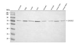 Anti-OPRM1 Antibody Picoband® Boster Bio