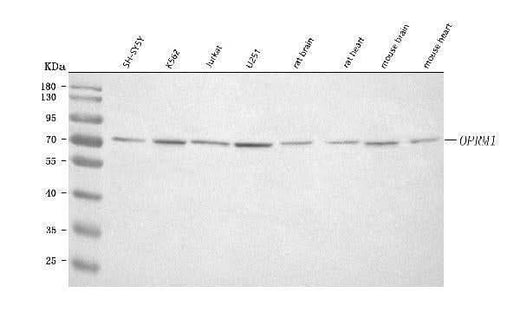 Anti-OPRM1 Antibody Picoband® Boster Bio