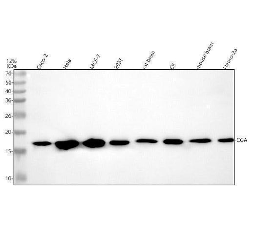 Anti-Chromogranin A/CGA Antibody Picoband® Boster Bio