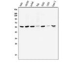 Anti-Cyclin B1/CCNB1 Antibody Picoband® Boster Bio