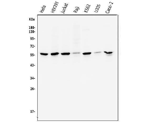 Anti-Cyclin B1/CCNB1 Antibody Picoband® Boster Bio