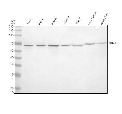 Anti-MTM1 Antibody Picoband® Boster Bio