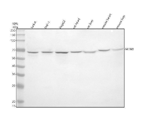 Anti-MTM1 Antibody Picoband® Boster Bio