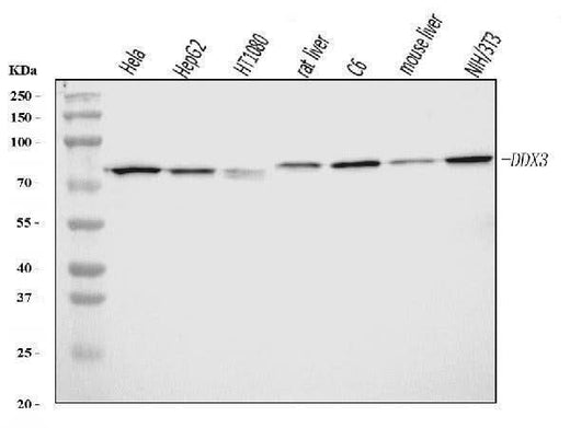Anti-DDX3/DDX3X Antibody Picoband® Boster Bio