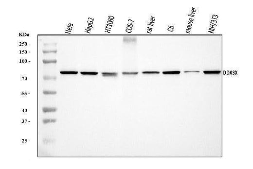 Anti-DDX3/DDX3X Antibody Picoband® Boster Bio