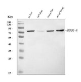 Anti-Smpd1 Antibody Picoband® Boster Bio