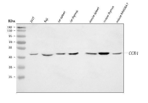 Anti-CCR4 Antibody Picoband® Boster Bio
