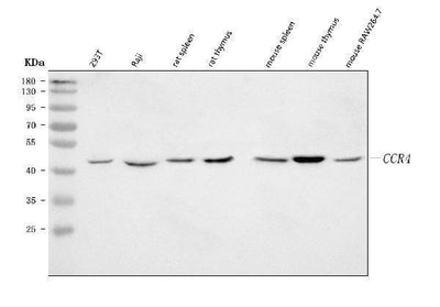 Anti-CCR4 Antibody Picoband® Boster Bio