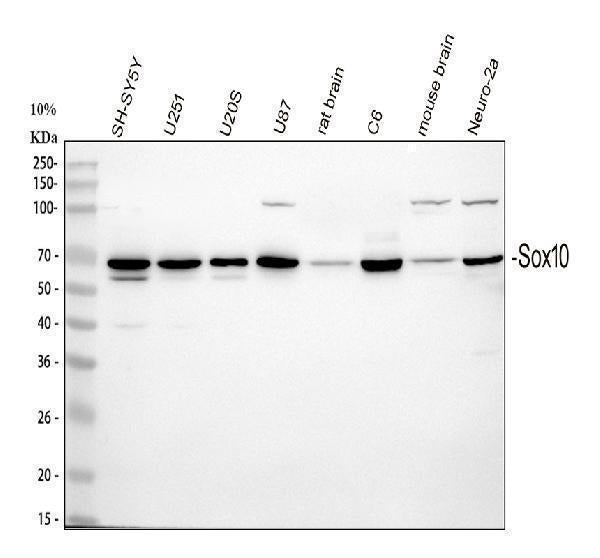 Anti-SOX10 Antibody Picoband® Boster Bio