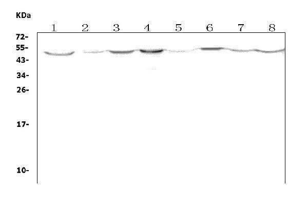Anti-LOX 1/Olr1 Antibody Picoband® Boster Bio