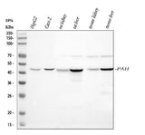 Anti-PAH Antibody Picoband® Boster Bio