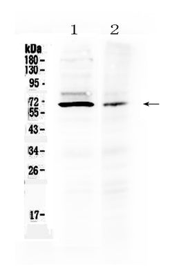 Anti-AMH Antibody Picoband® Boster Bio