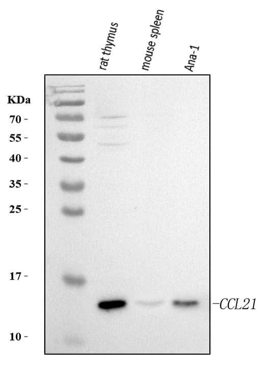 Anti-Ccl21 Antibody Picoband® Boster Bio