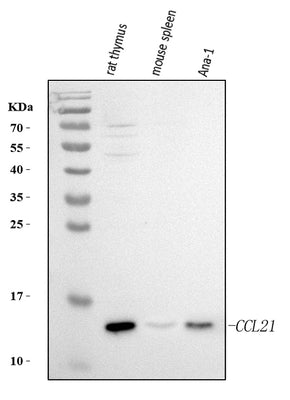 Anti-Ccl21 Antibody Picoband® Boster Bio