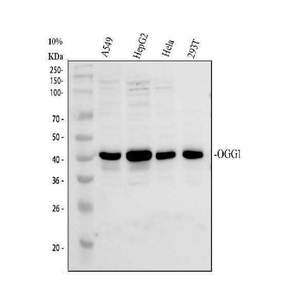 Anti-Ogg1 Antibody Picoband® Boster Bio