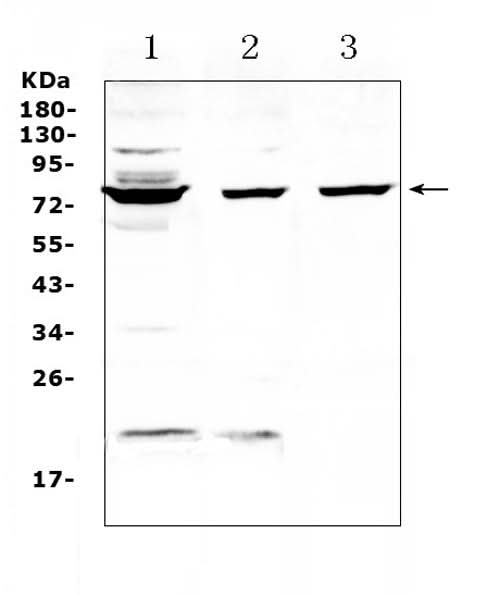 Anti-TLS/FUS Antibody Picoband® Boster Bio
