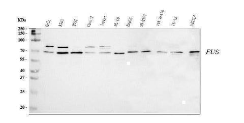 Anti-TLS/FUS Antibody Picoband® Boster Bio