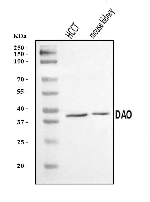 Anti-DAO Antibody Picoband® Boster Bio